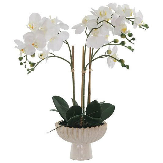 The Regal Orchid - in FTD Pot - 56cm