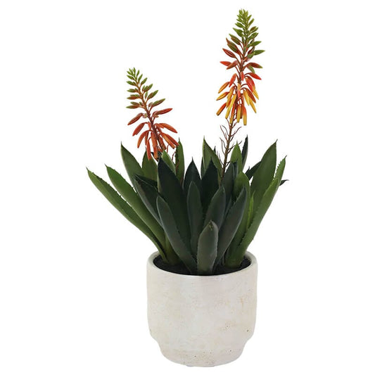 The Ember Aloe - in Pot - 50cm