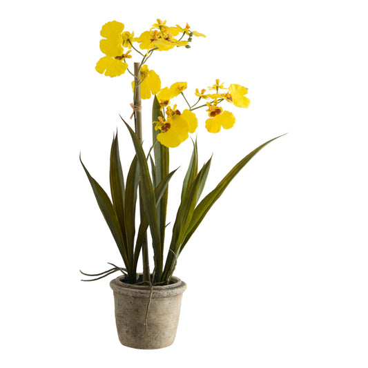 The Yellow Oncidium - in Pot - 40cm