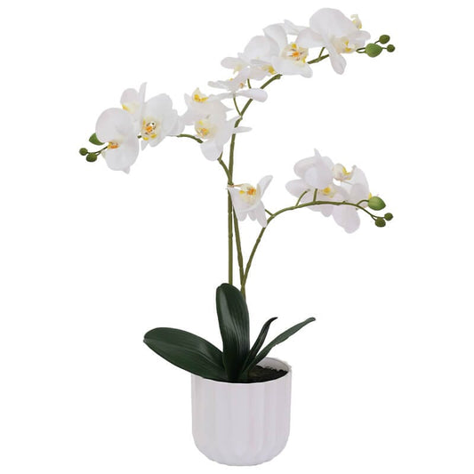 The White Grace Orchid - in White Pot - 50cm