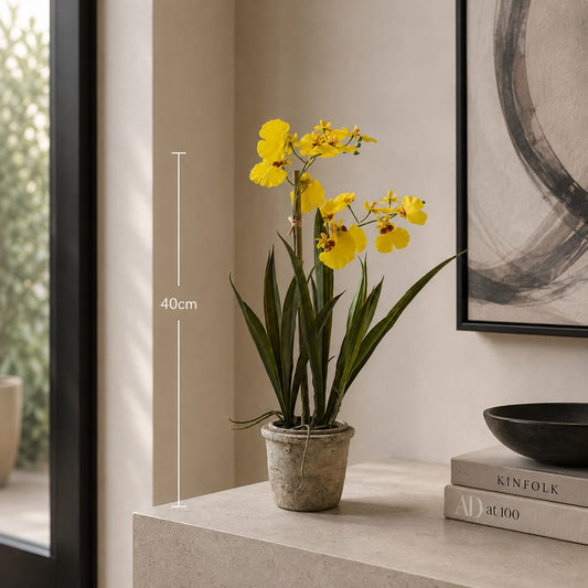 The Yellow Oncidium - in Pot - 40cm