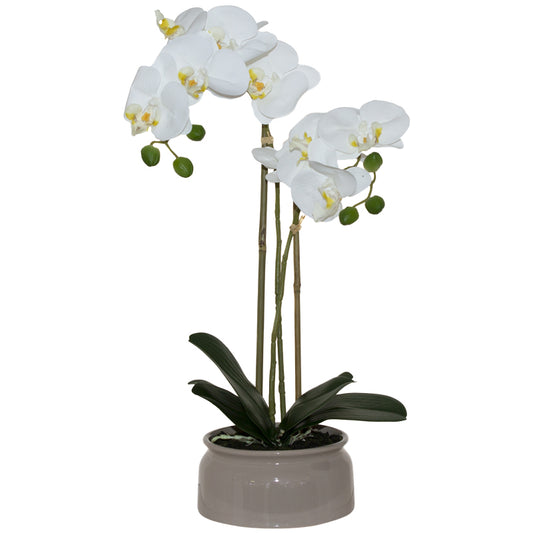 The Serene Orchid - in Beige Pot - 40cm