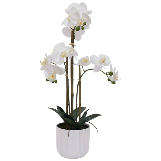 The Sculpted Orchid - in Pot - 56cm