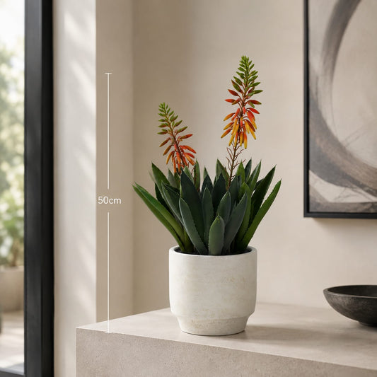 The Ember Aloe - in Pot - 50cm